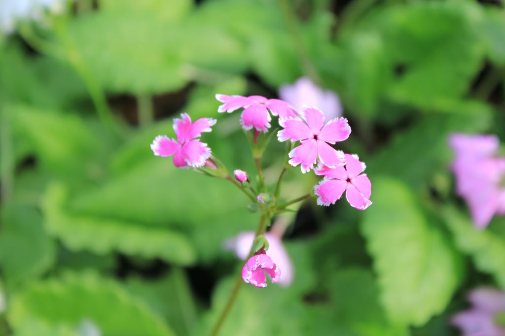 花かんざし