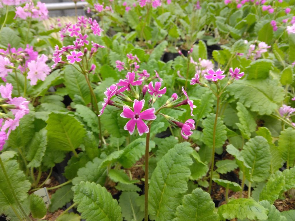 南京小桜
