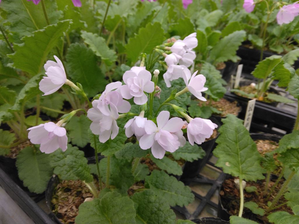 里桜