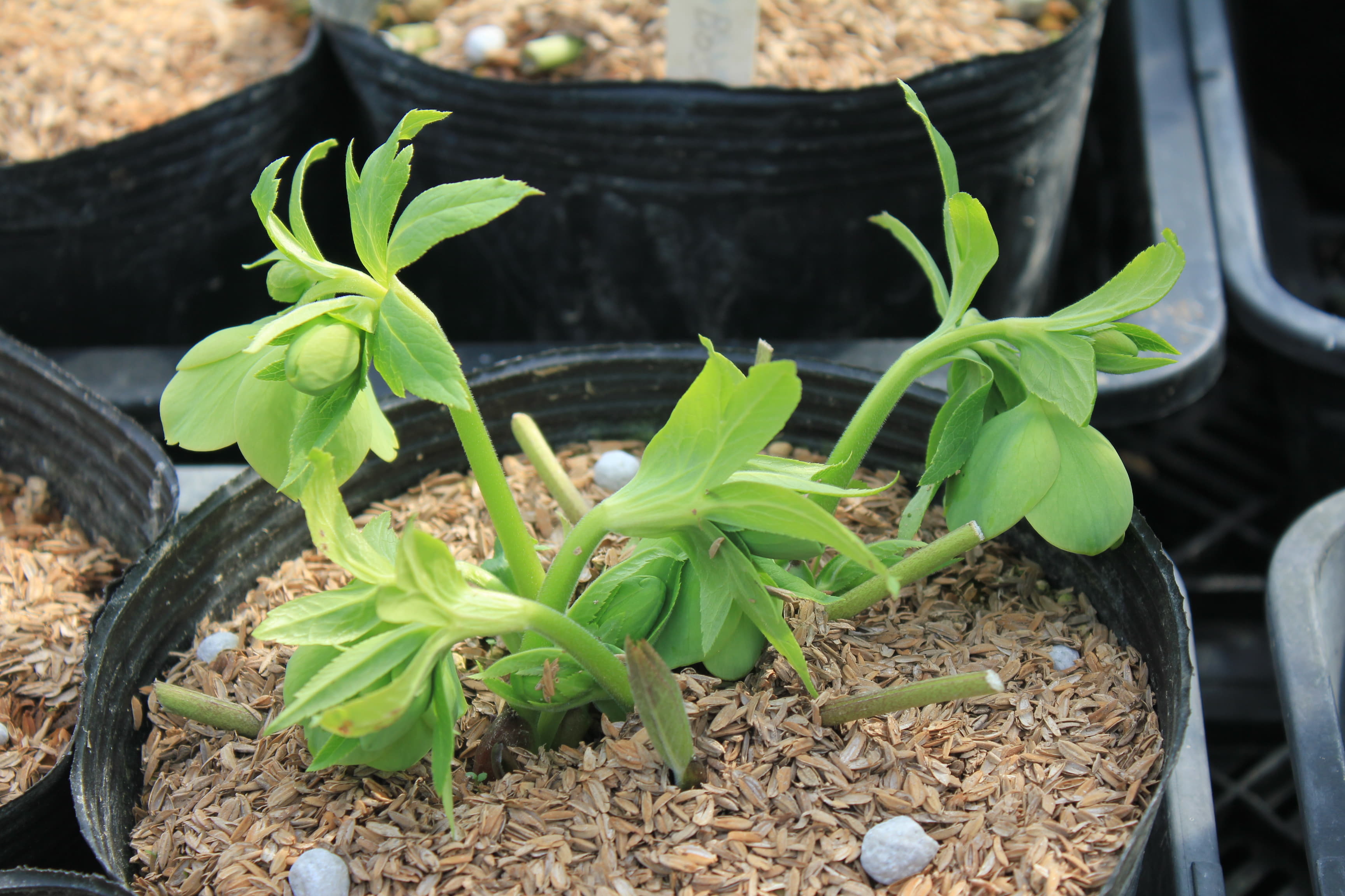 Helleborus　odorus 1　開花株（緑色） Braci Bosnia