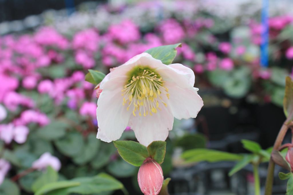 Helleborus × belcheri 'Pink Ice'