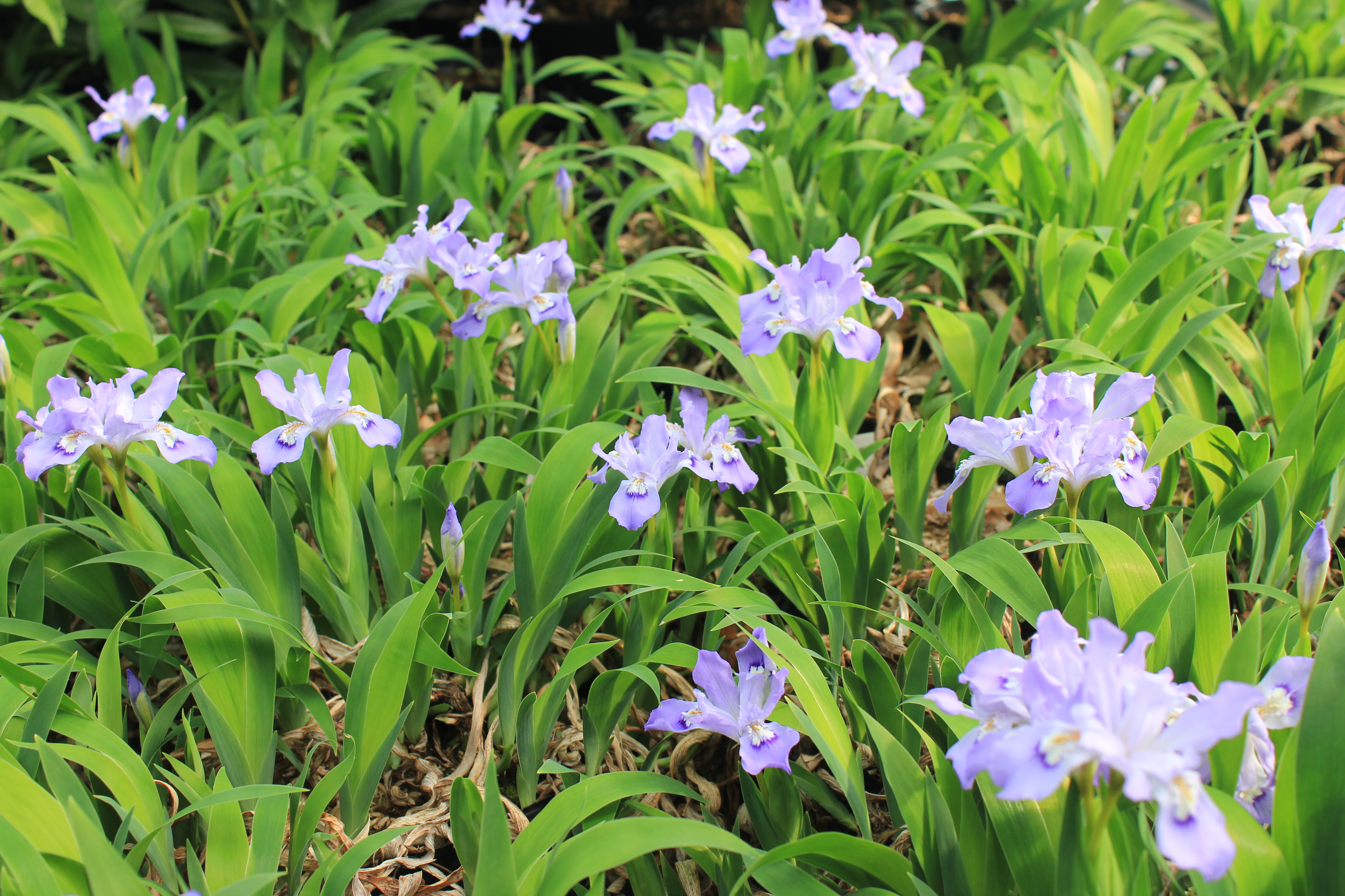植物データベース トップ