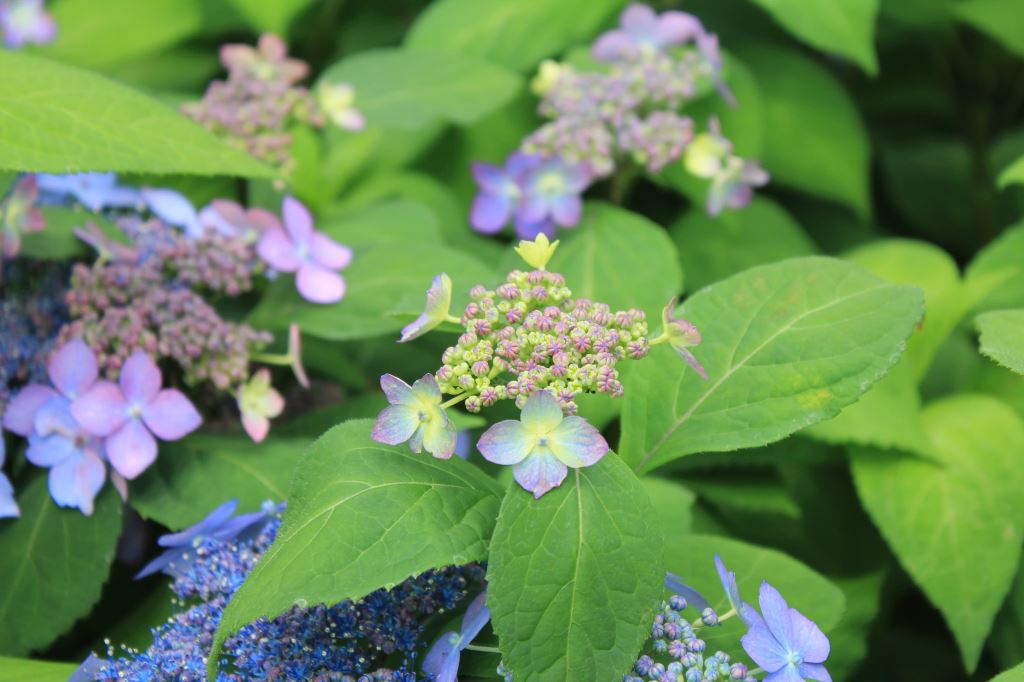 標準花