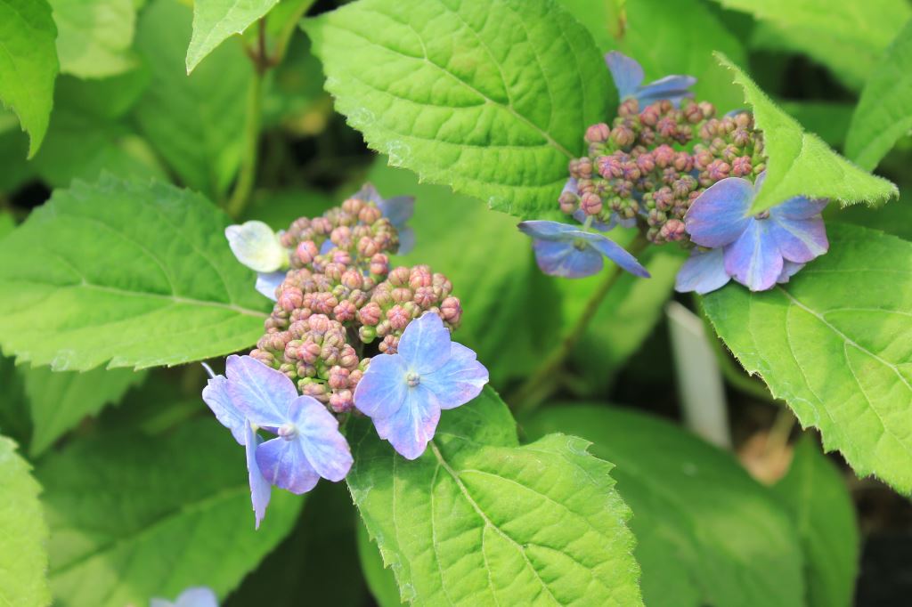 標準花