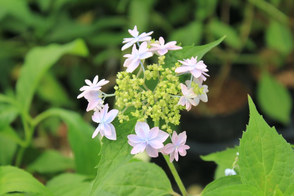 標準花