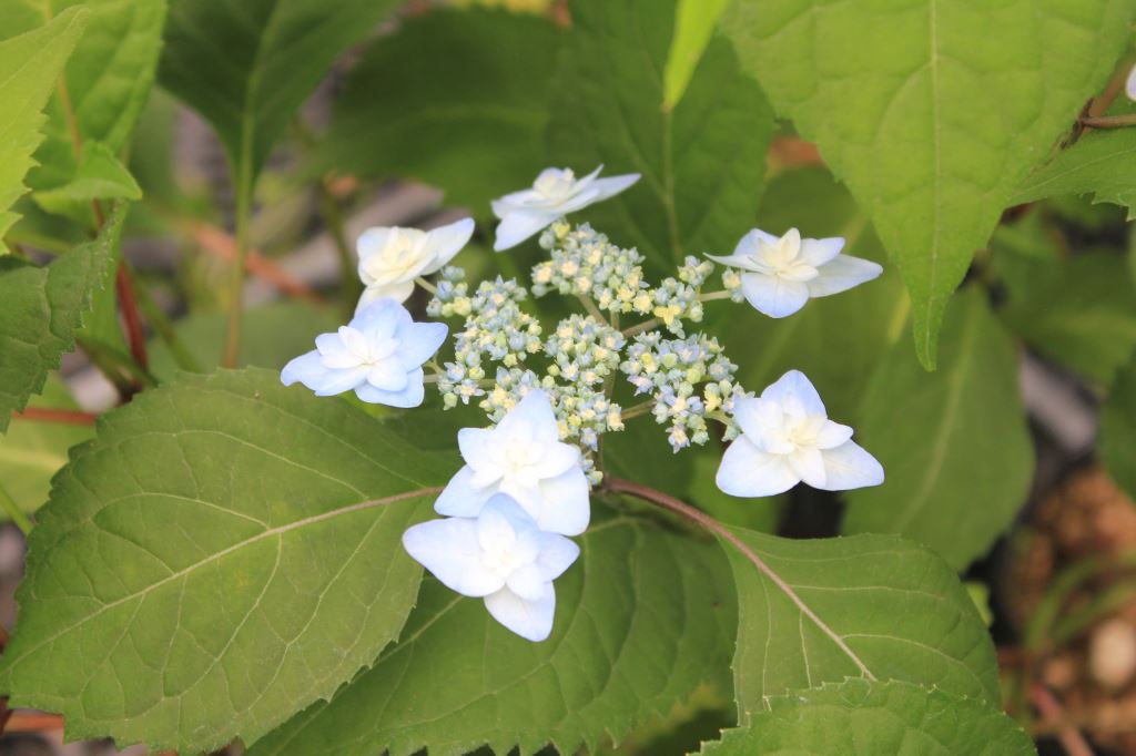深山八重紫