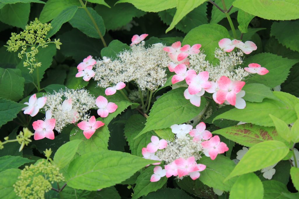 標準花