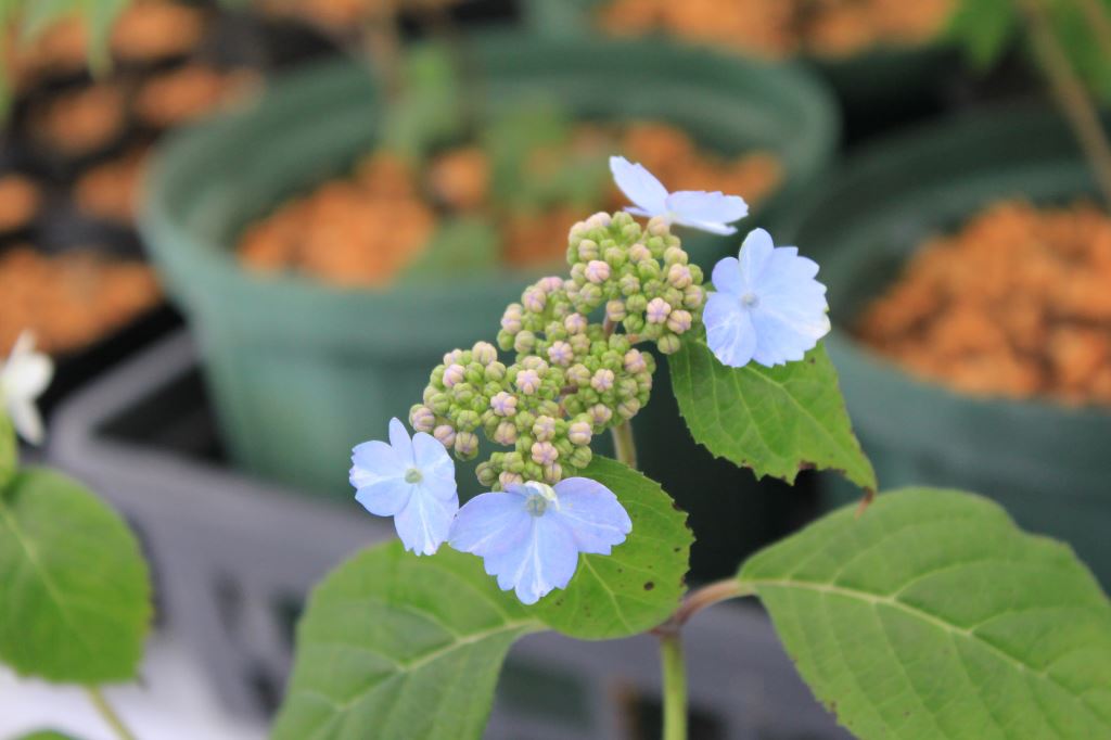 標準花