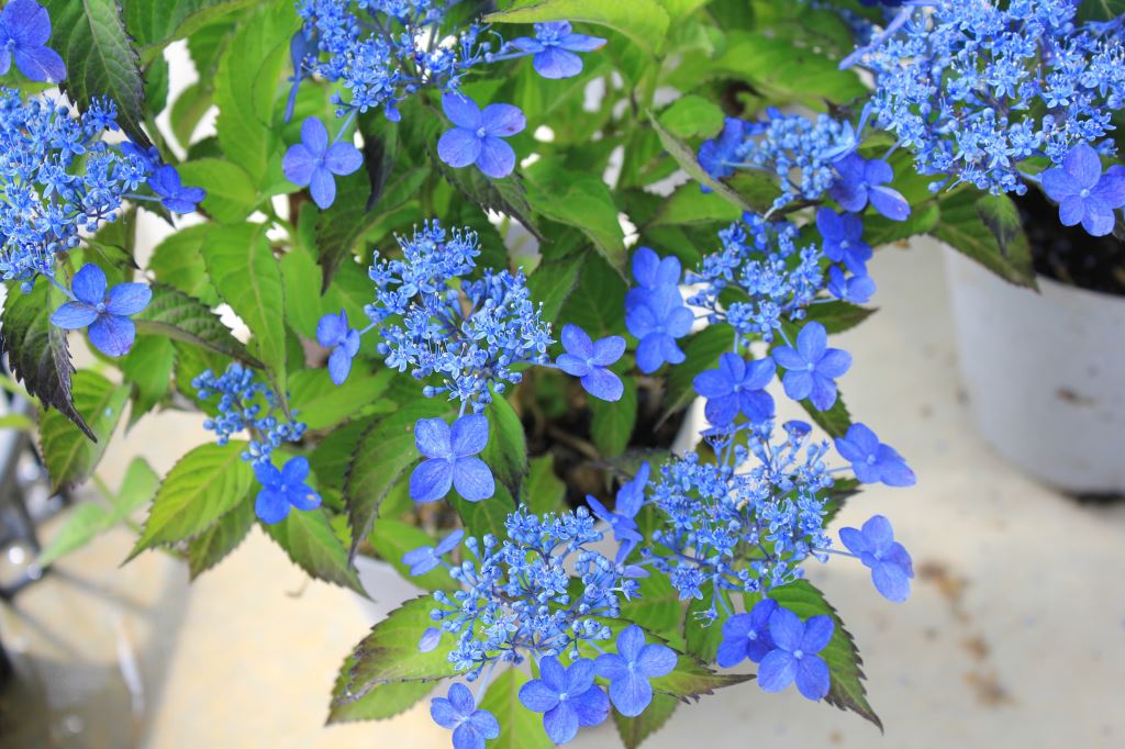 藍の舞