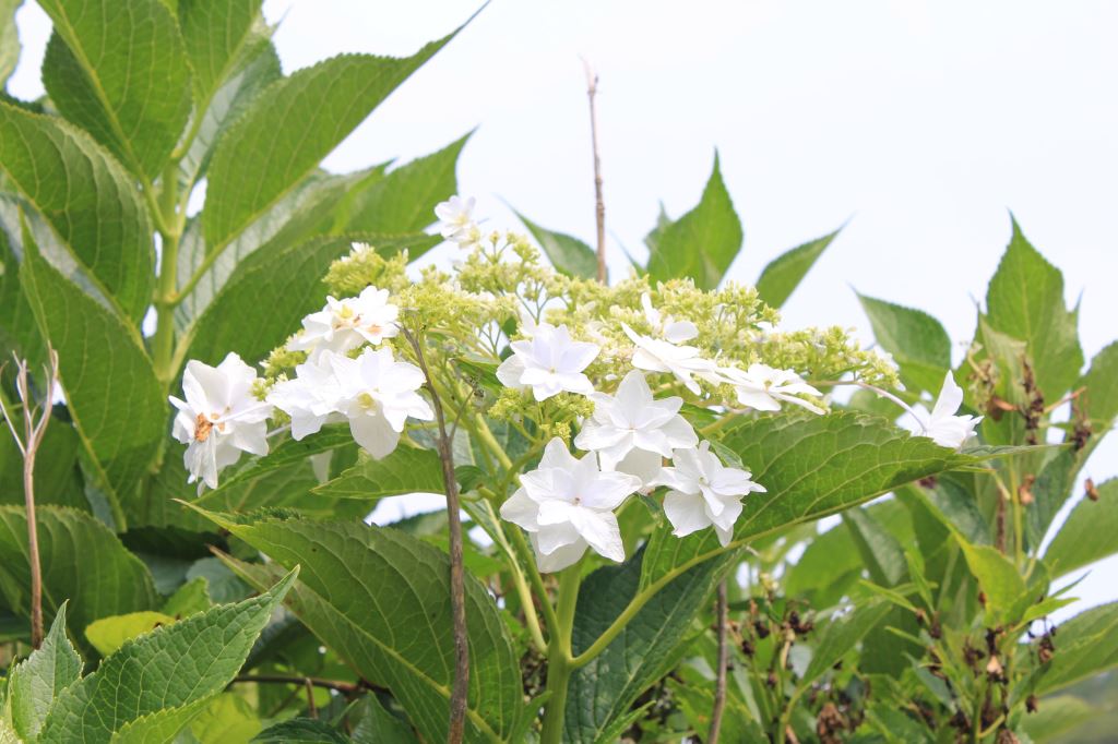 隅田の花火