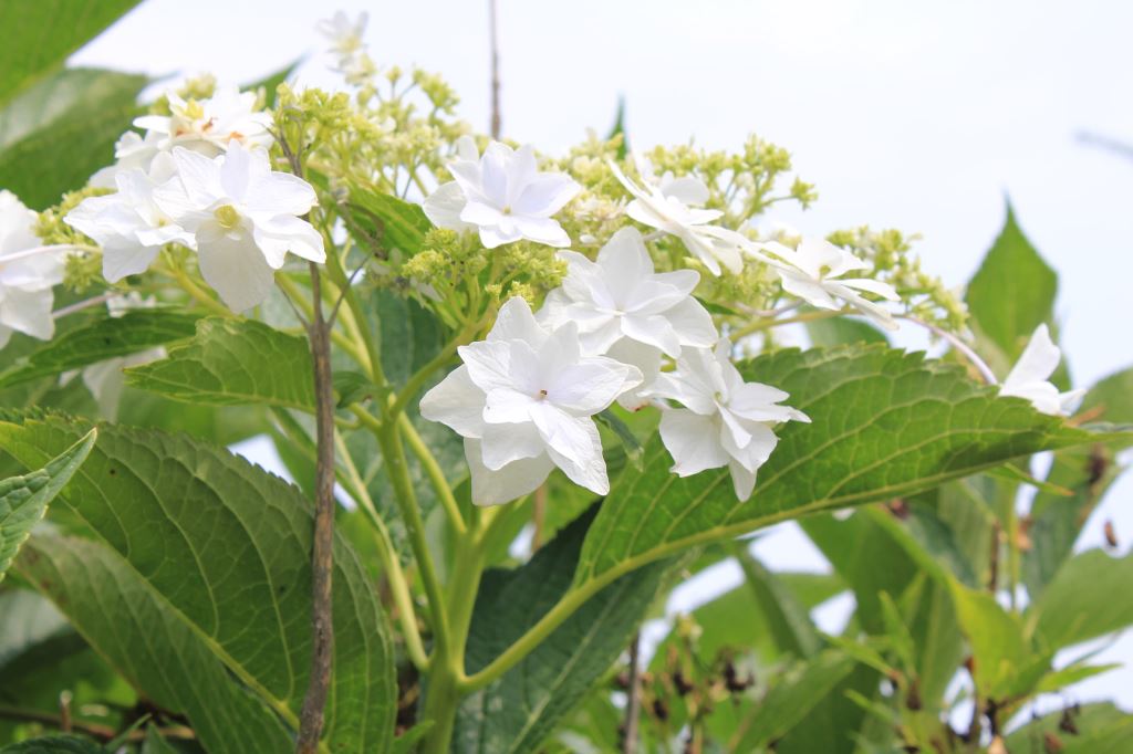 隅田の花火